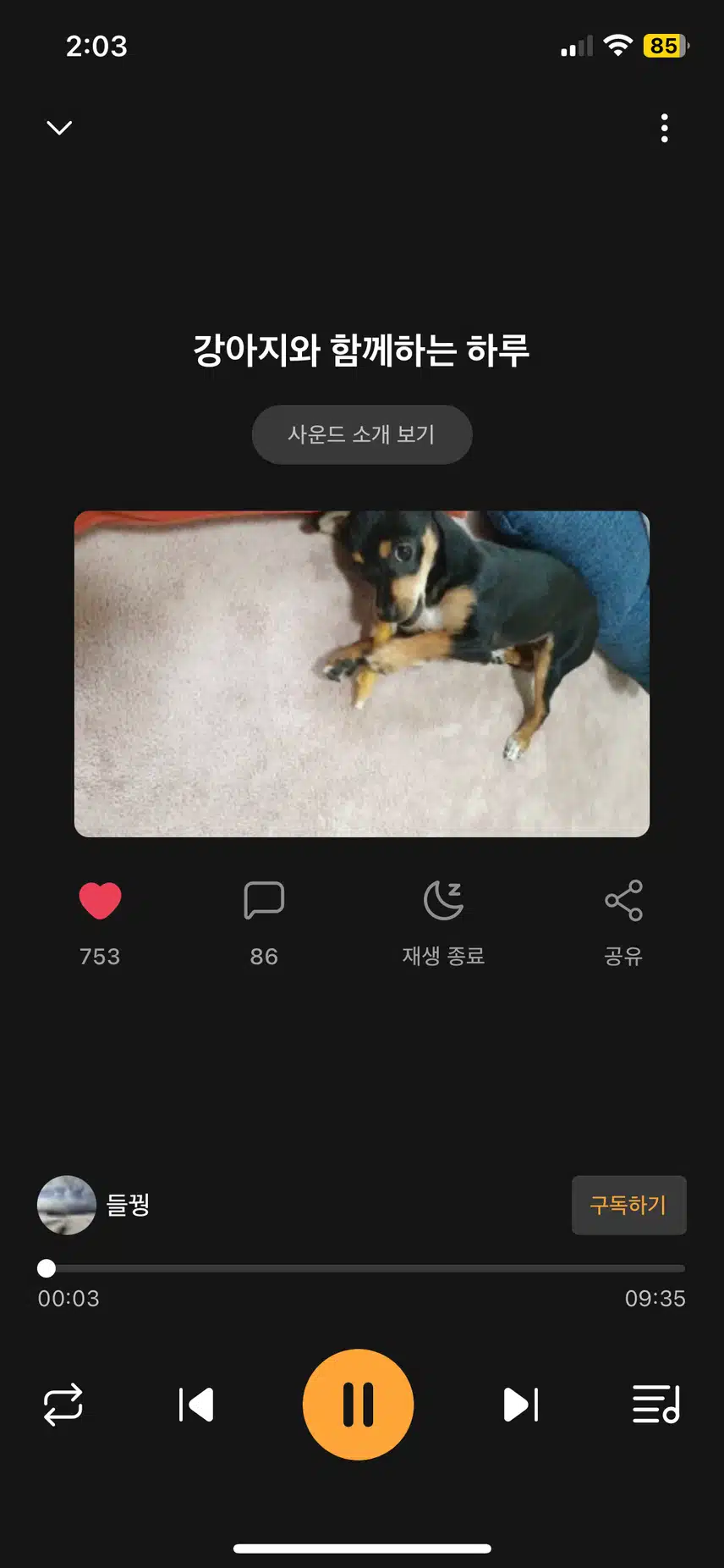 깅아지와 함께하는 하루