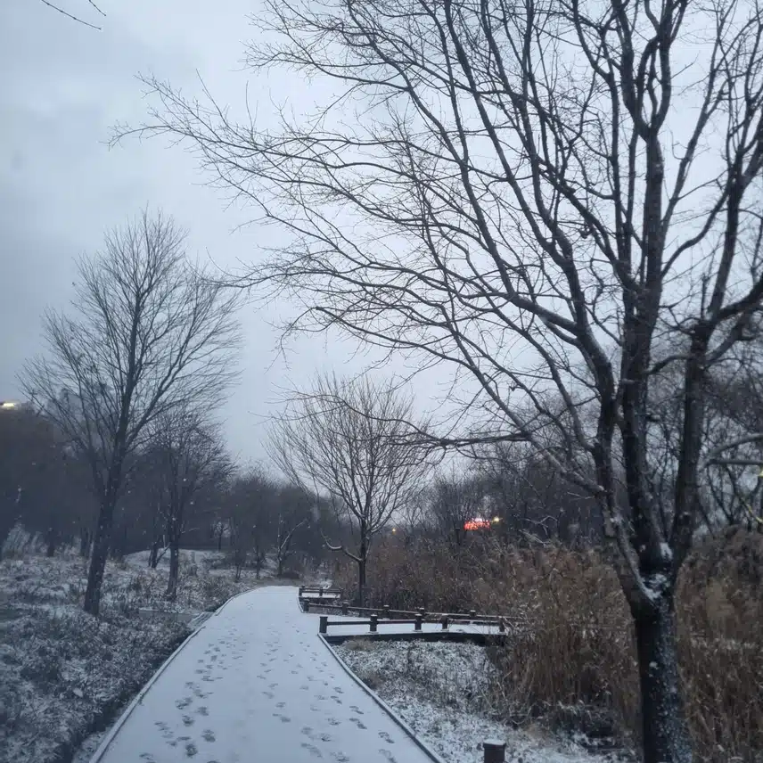 눈이 덮였네요