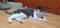 board-img