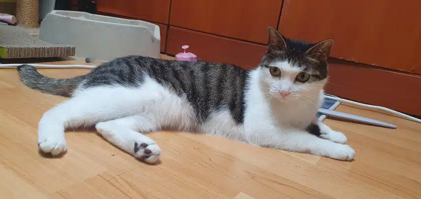 저희집 귀여운 고양이♡