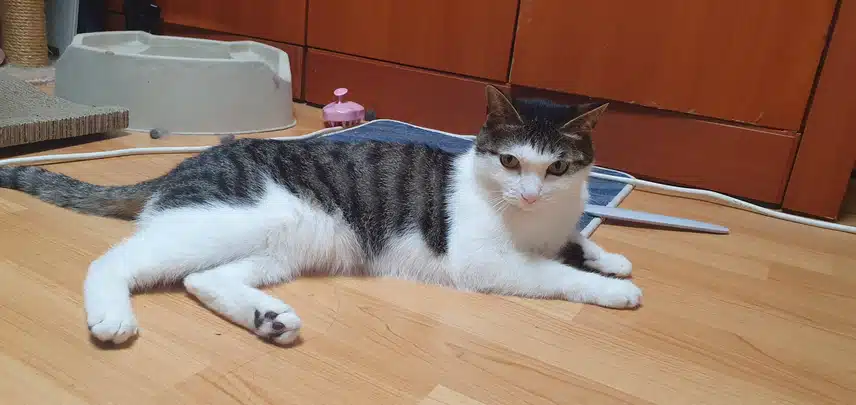 저희집 귀여운 고양이♡