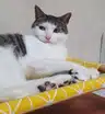 board-img