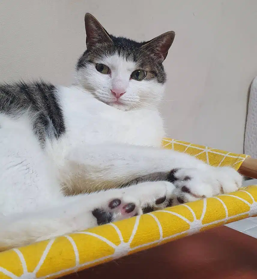 고양이와 함께 살면서 느끼는 것들
