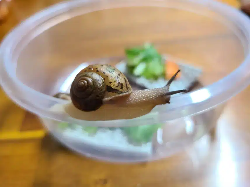 저희집 반려동물 달팽이에요 🐌 