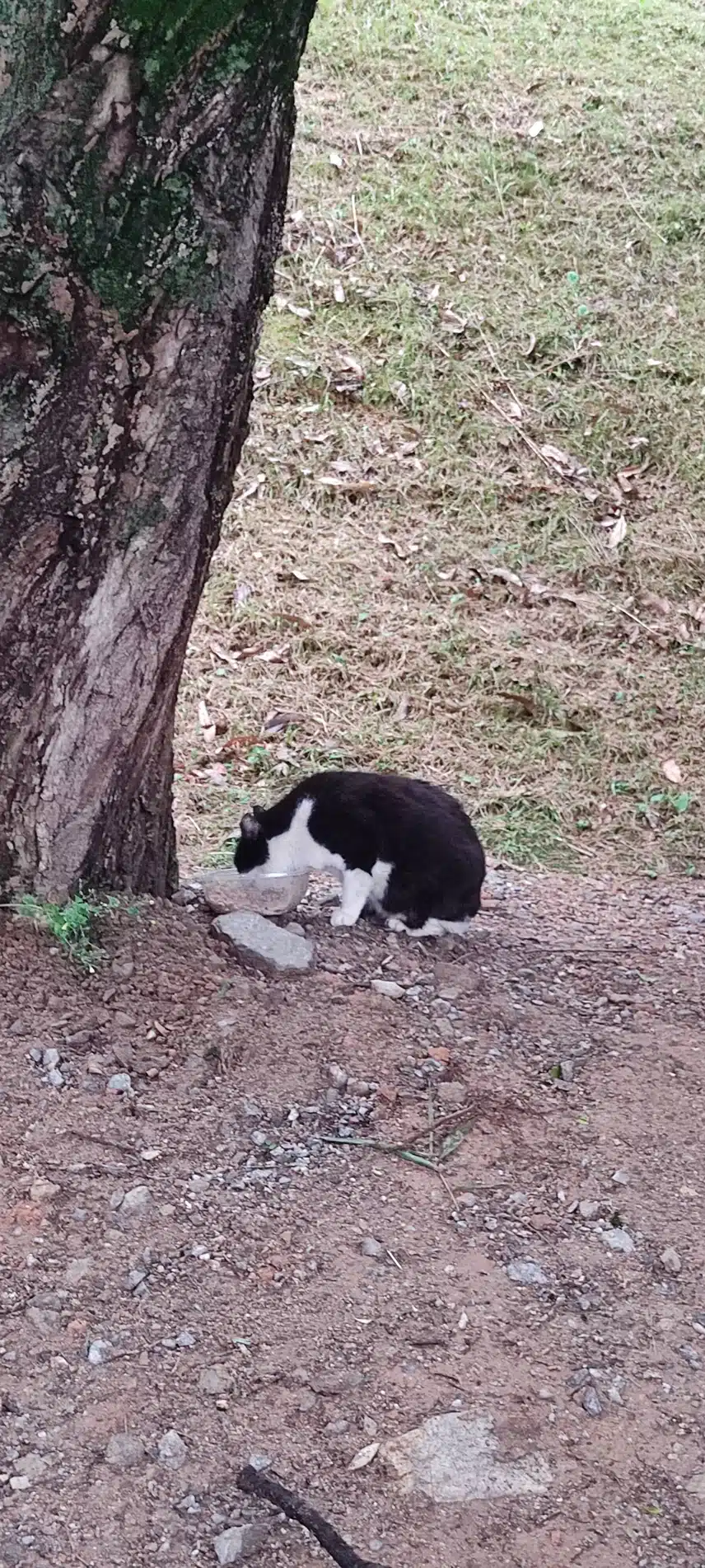 길냥이