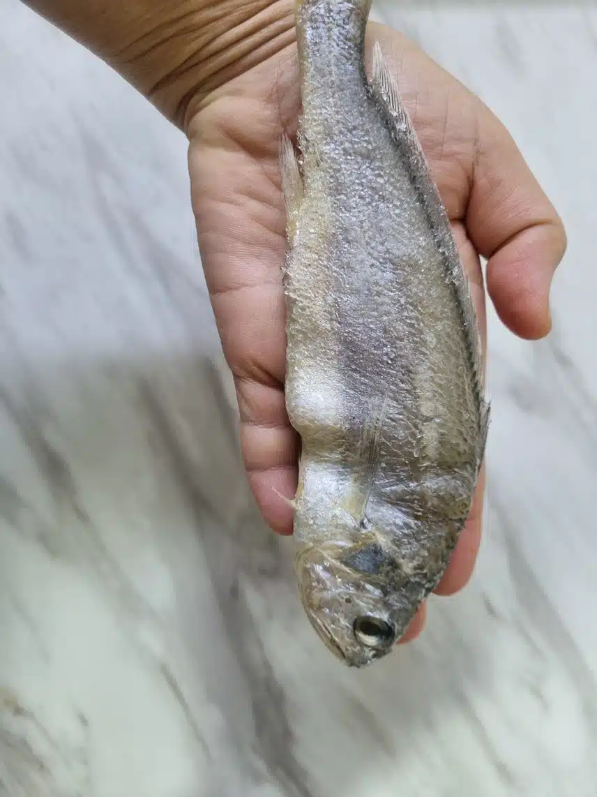 수산대전할인 20% ...영광참조기 1.8KG 후기