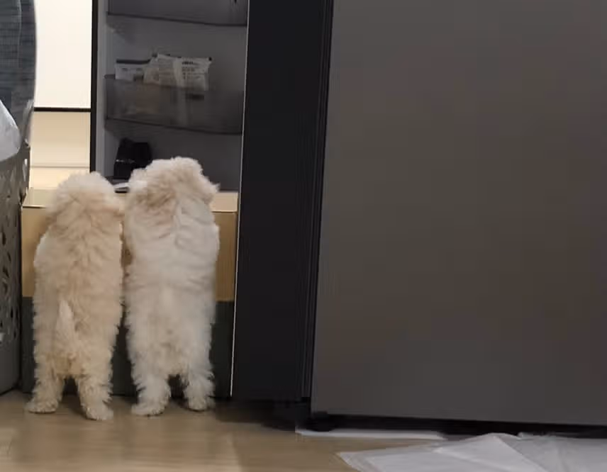 강아지 남매