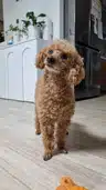 board-img