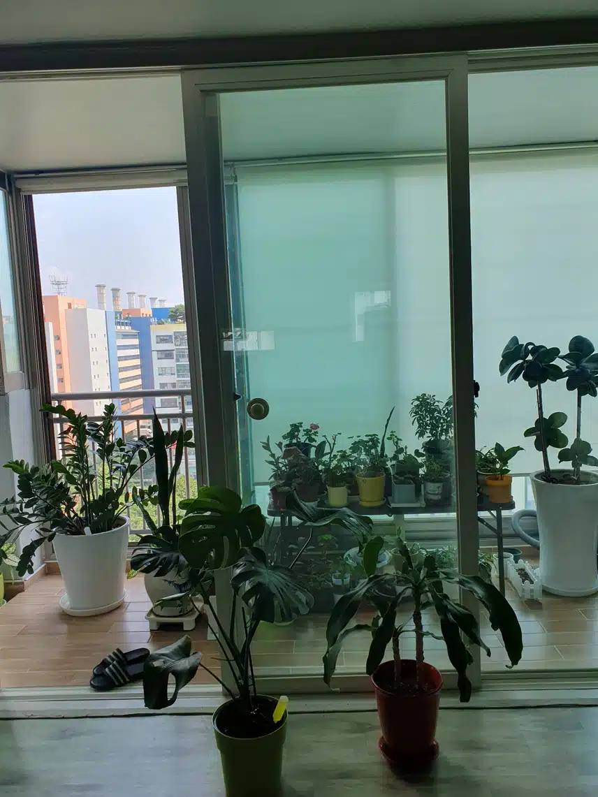식집사 2년차