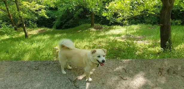 자꾸 이것저것 먹는 강아지