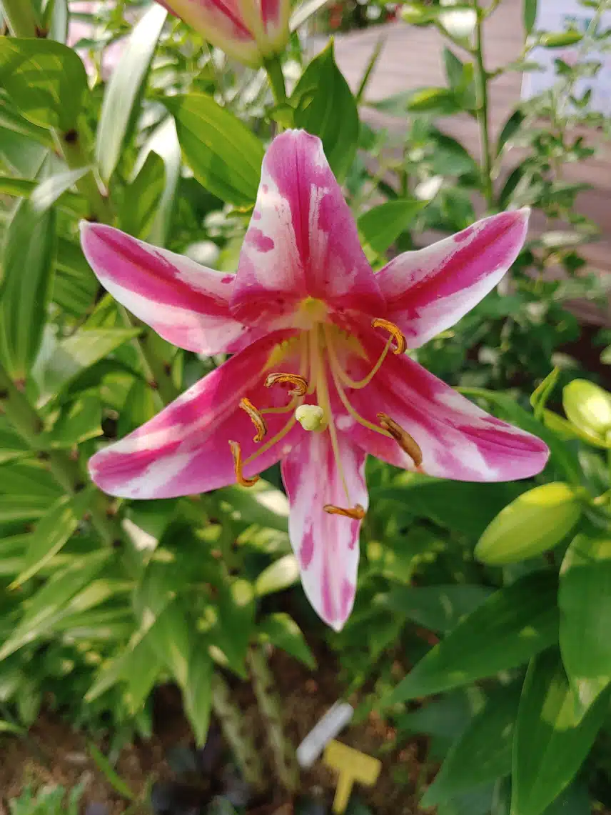 평화로운 날, 꽃을 바라보면서