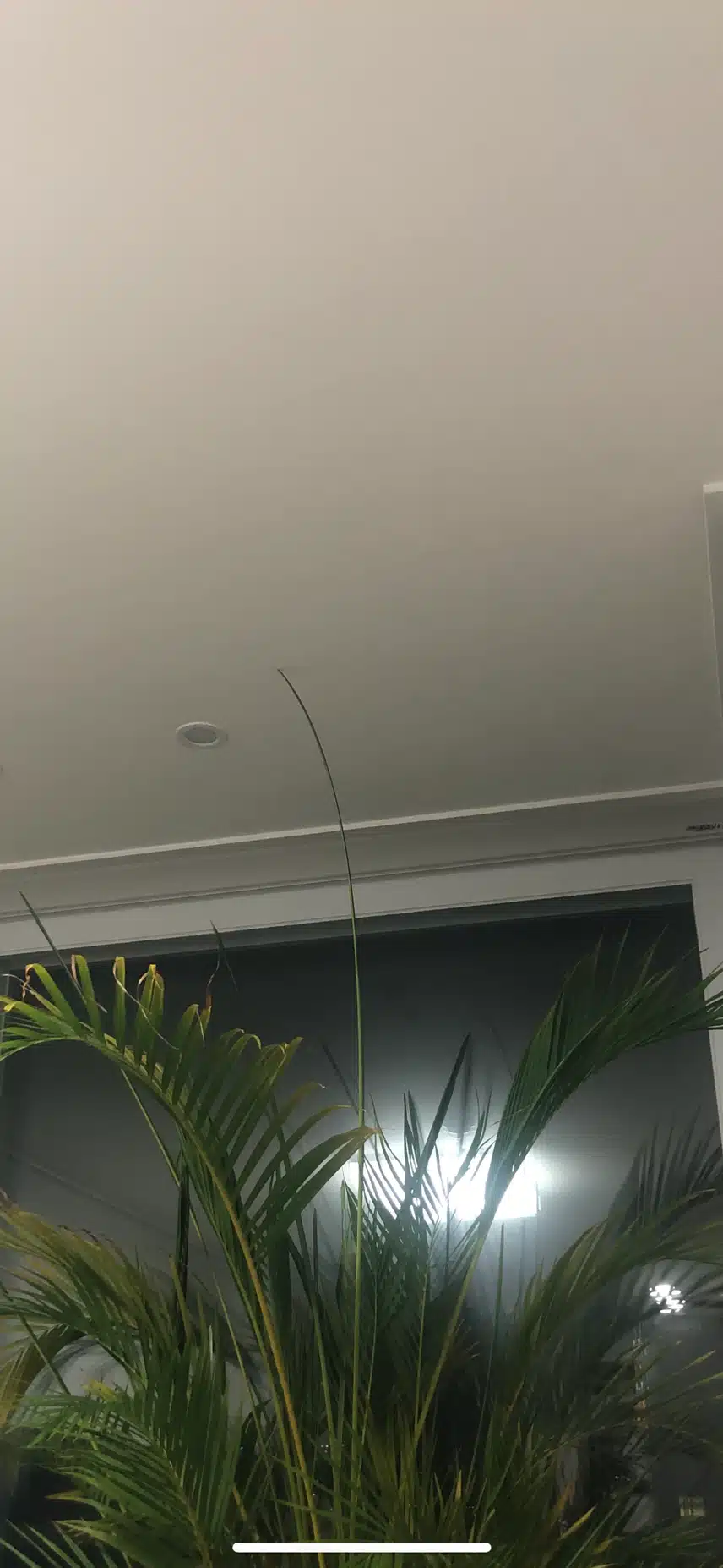 반려식물