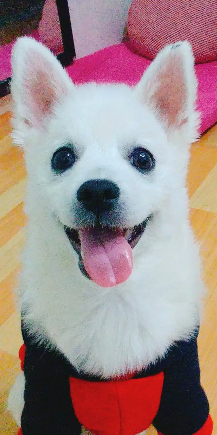 너무 사랑해서 고민입니다.