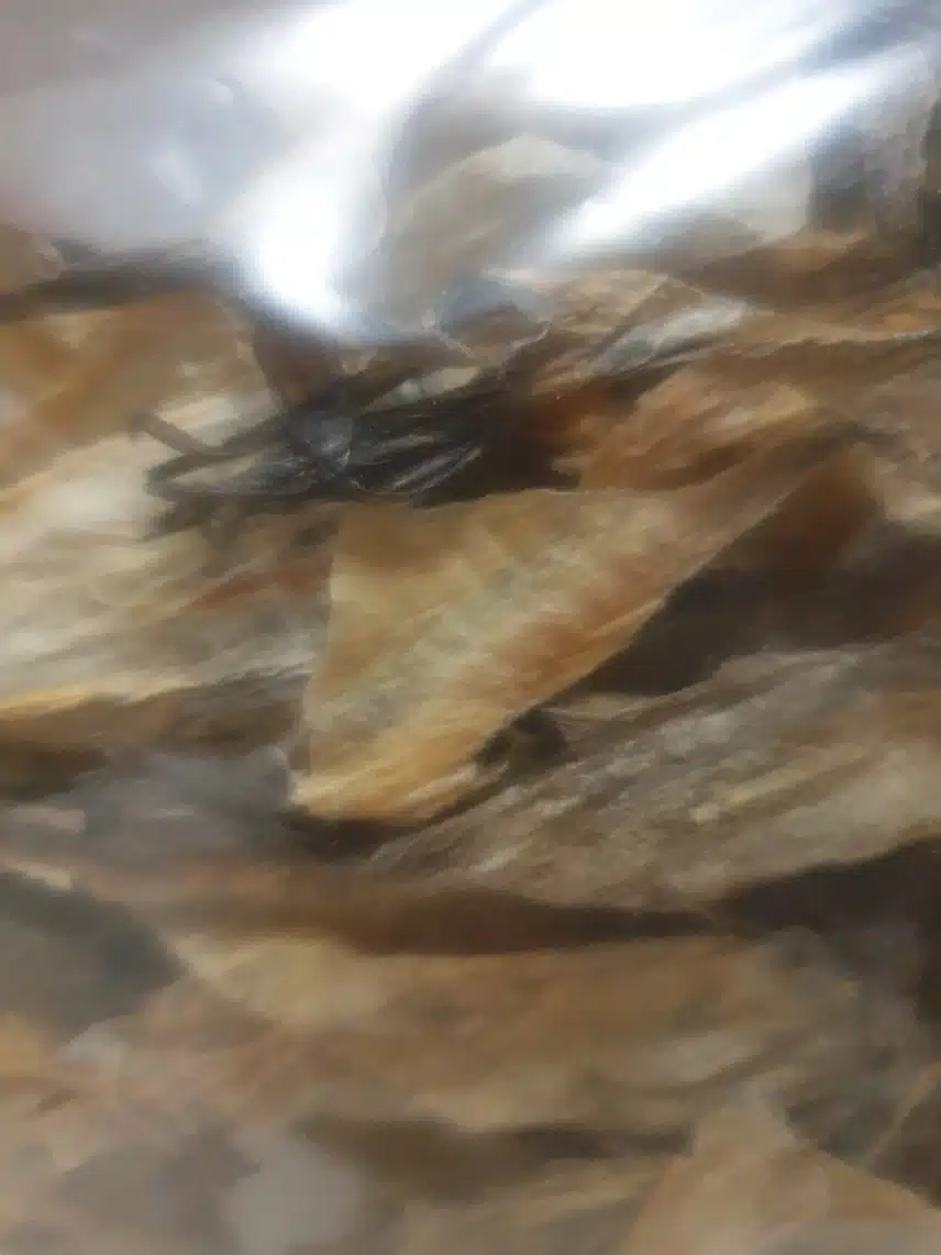 간식 명태껍질