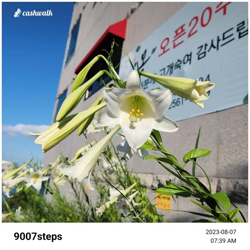 만보걷기 하였습니다 