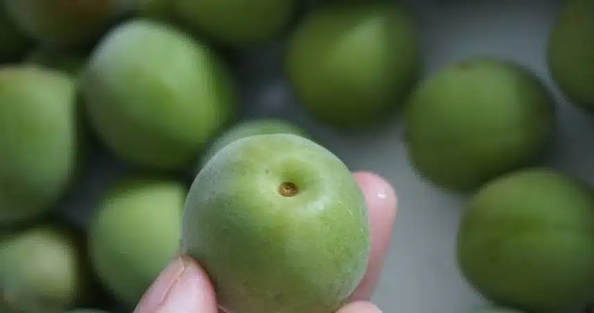 매실액으로 소화불량 배앓이 없앴어요~ 만병통치약^^