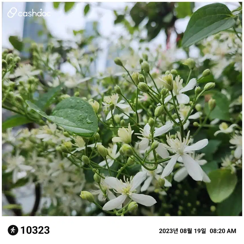 만보걷기 