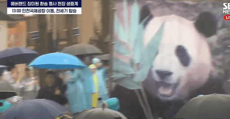 현재 푸바오 작별 라이브