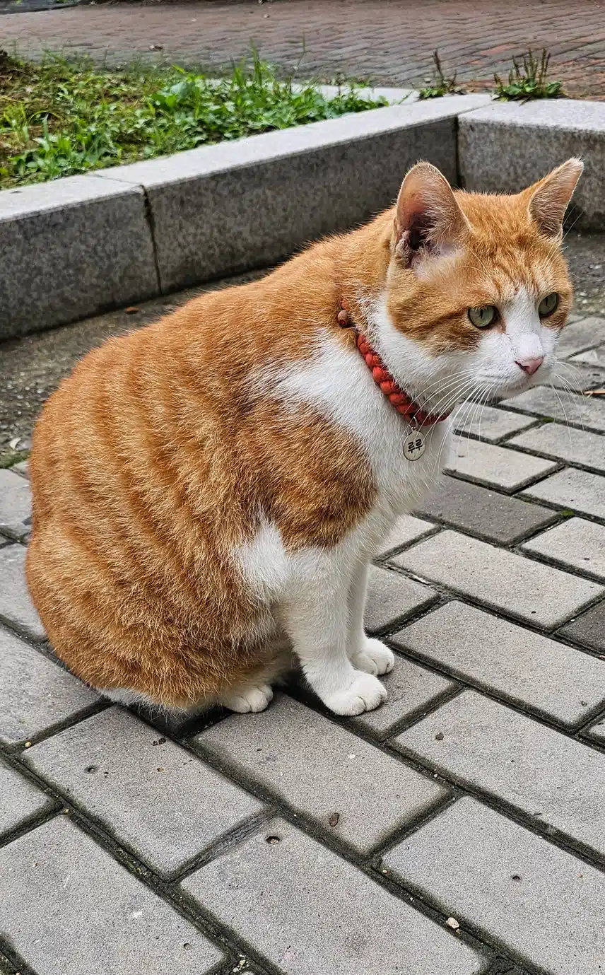 길냥이 루루