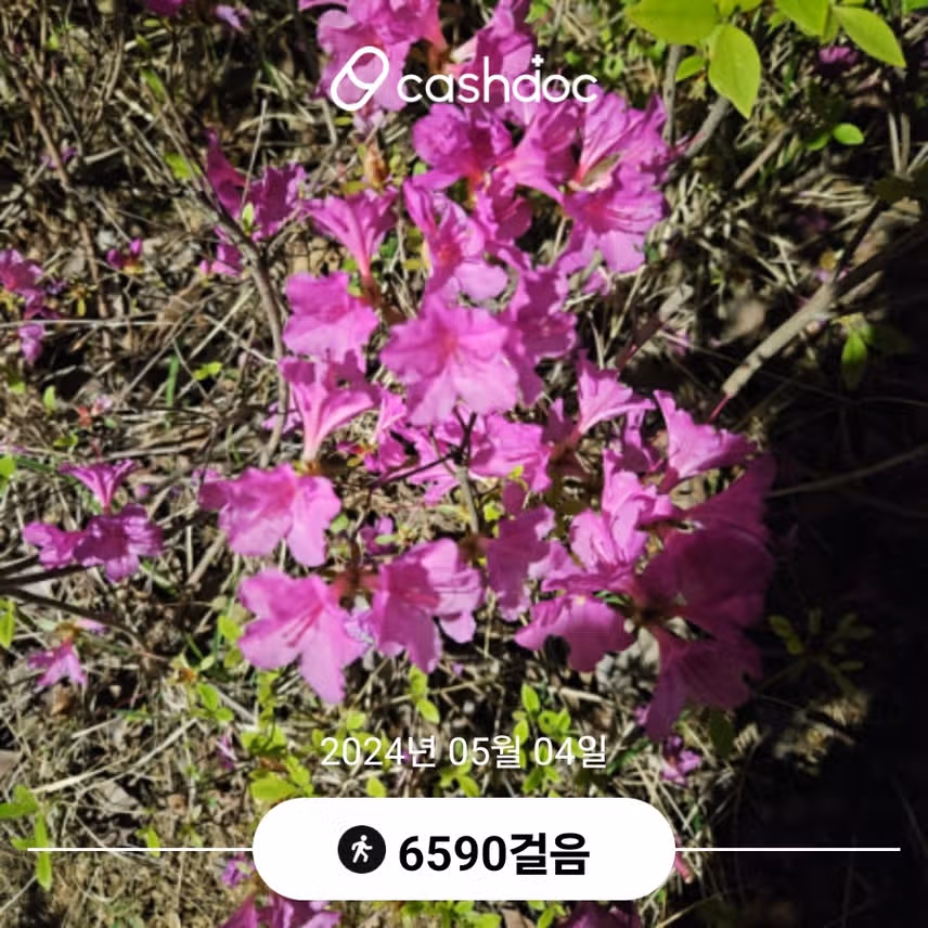 6천보걷기 인증