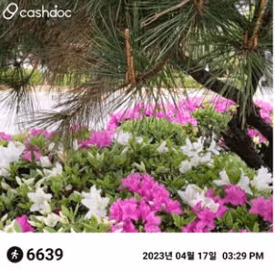 우리동네 예쁜꽃