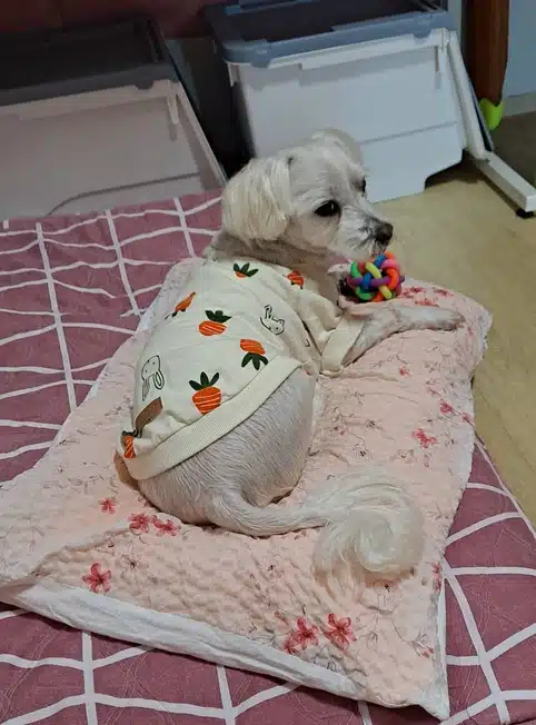베개를 점령하다
