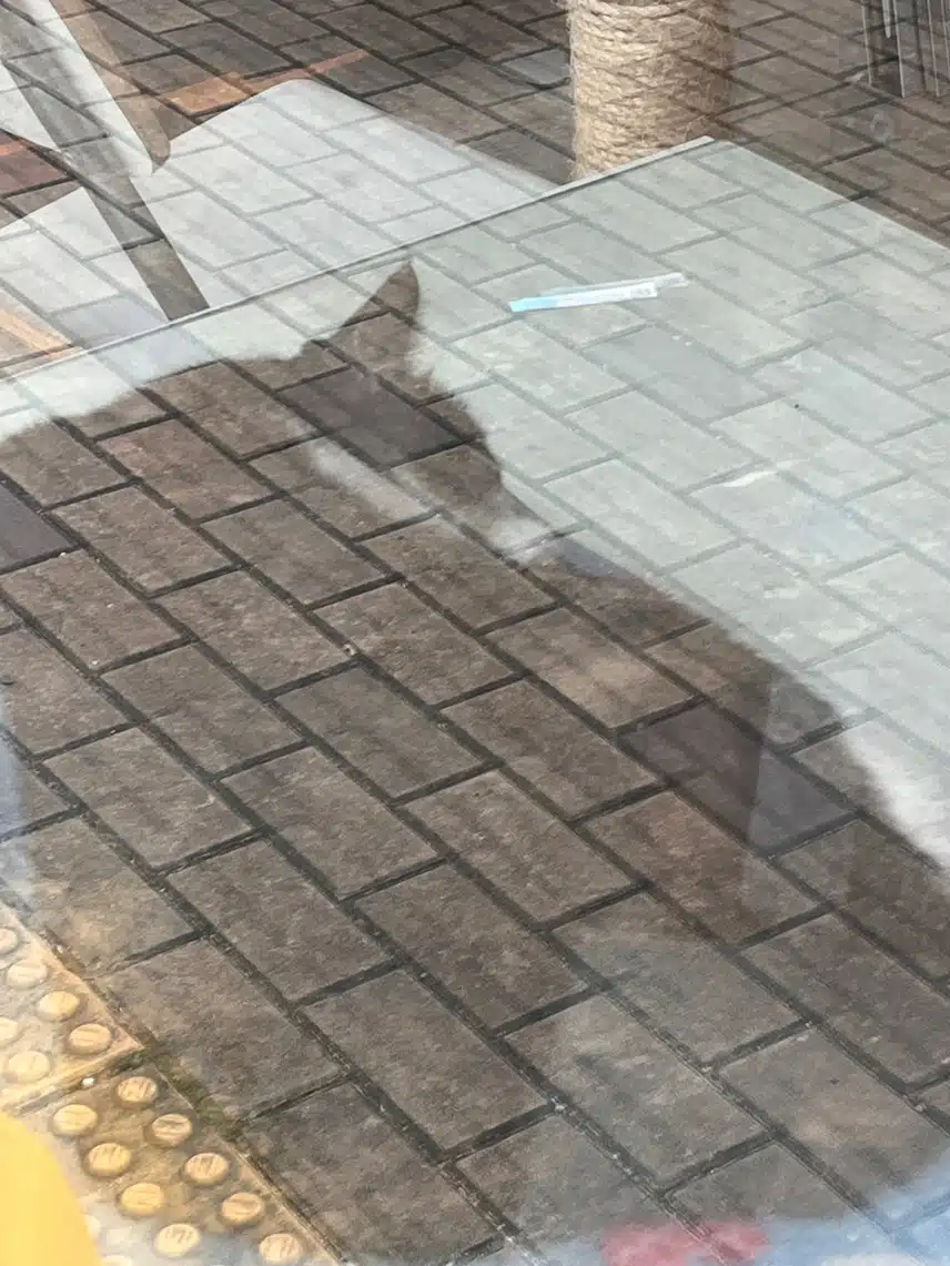 🐱오랜만에 보는 냥이 뚱뚱한 엉덩이