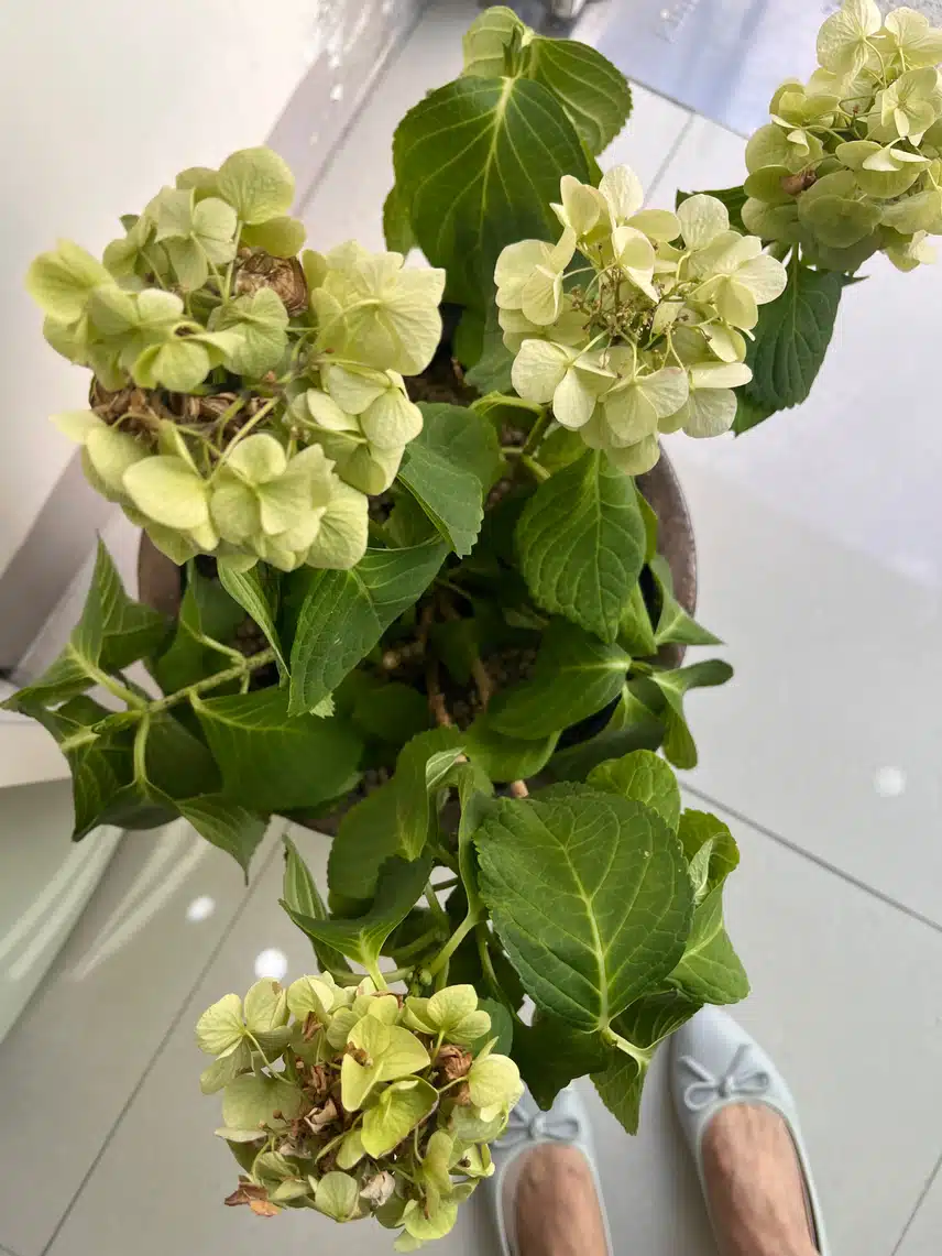🌻 화창해졌네요 하늘이 맑아요 🥹초죽음 수국이