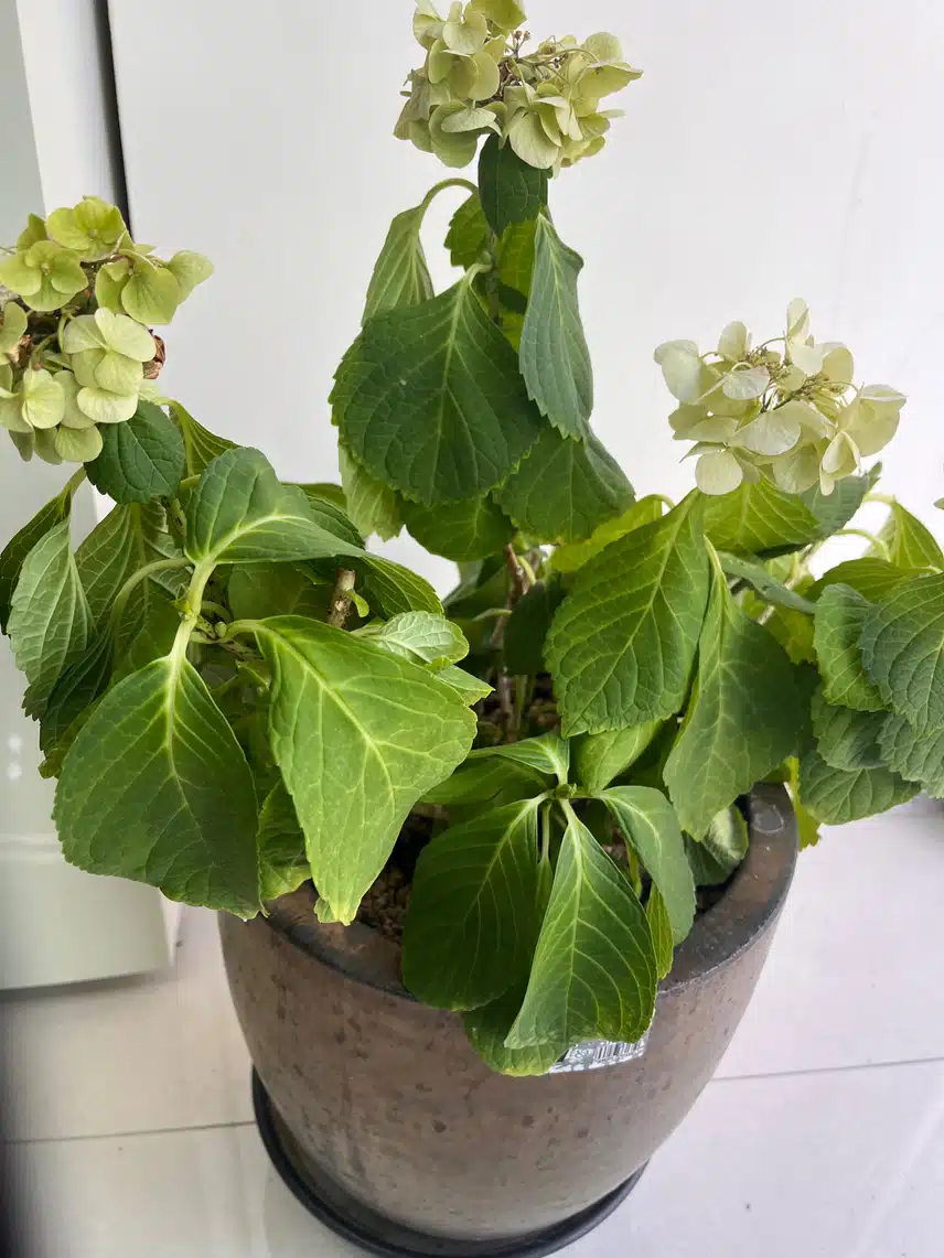 🌻 화창해졌네요 하늘이 맑아요 🥹초죽음 수국이