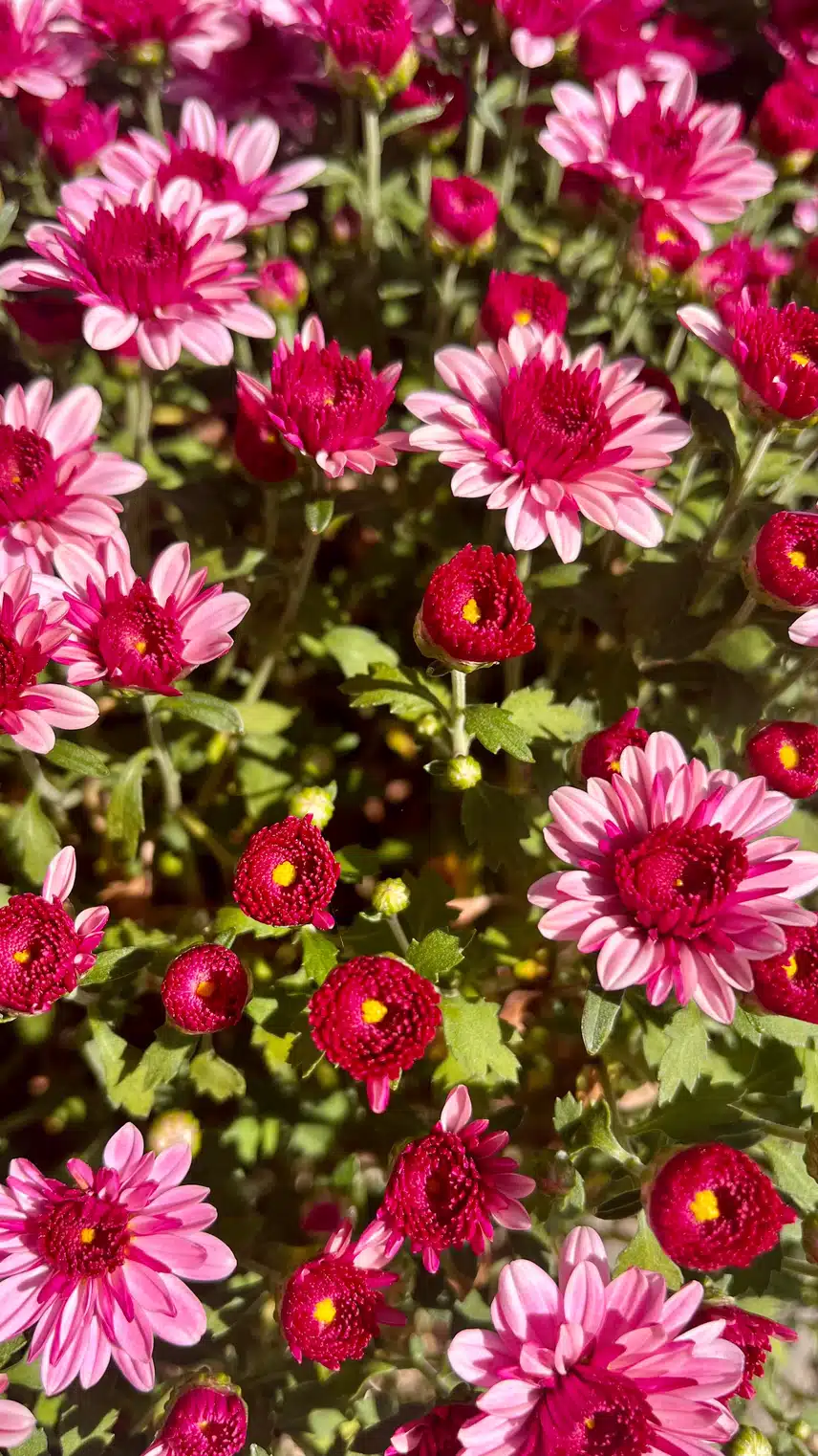 🌼아침햇살 받는 가을 국화
