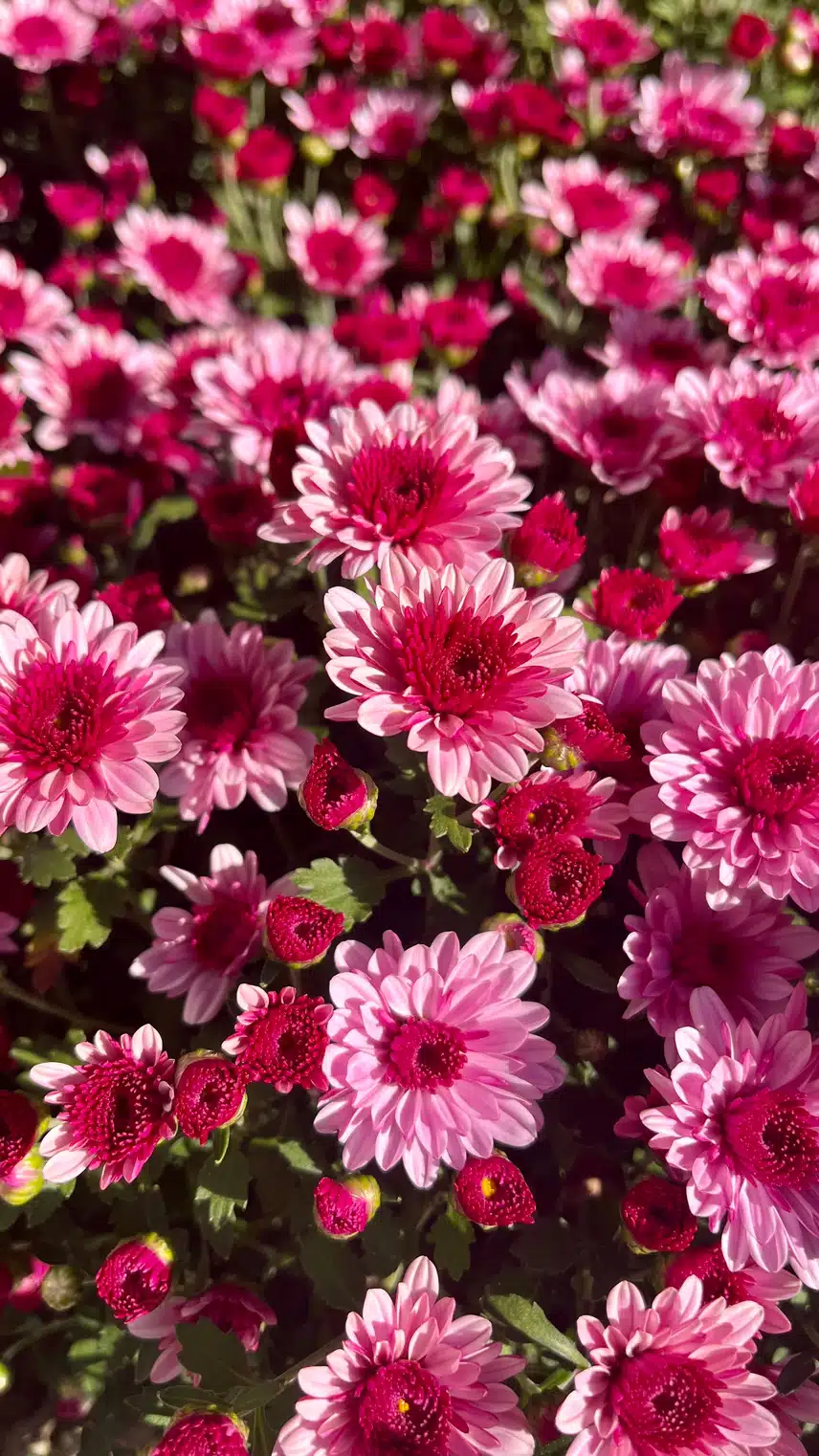 🌼아침햇살 받는 가을 국화