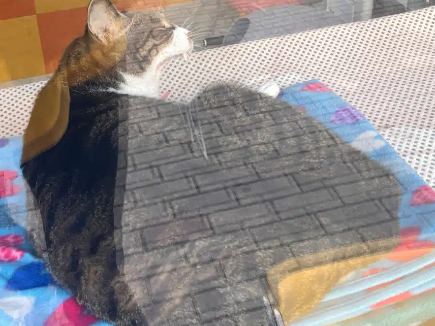 🤫자는 냥이 깨웠다고 화났어요
