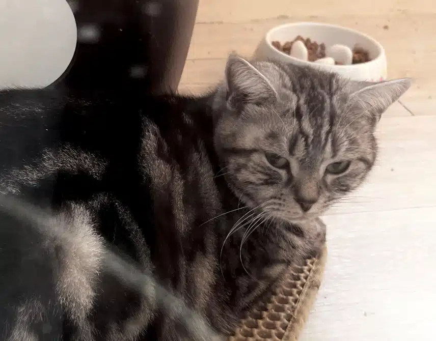 저희냥이 기엽죠ㅋ