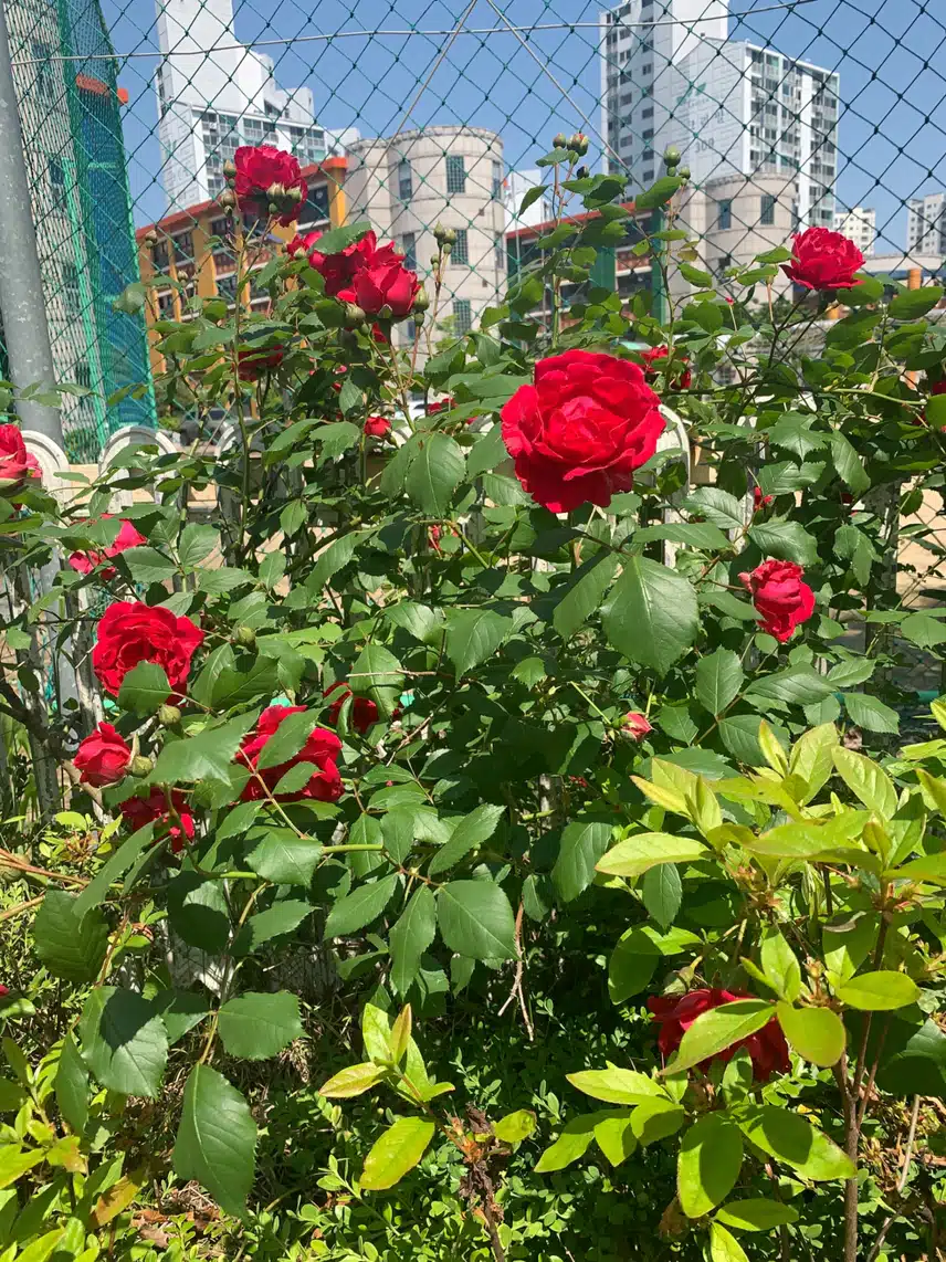 산책 중 만난 장미 🌷🍃