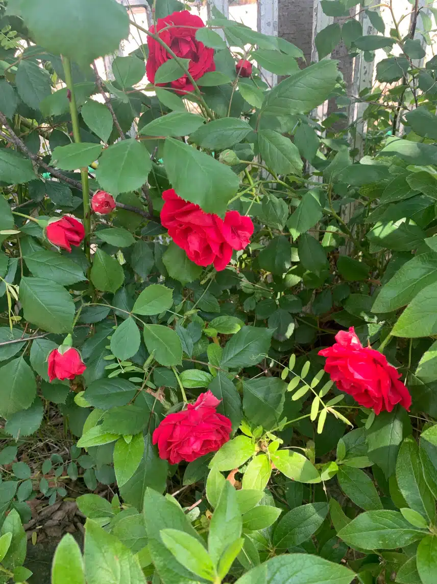 산책 중 만난 장미 🌷🍃