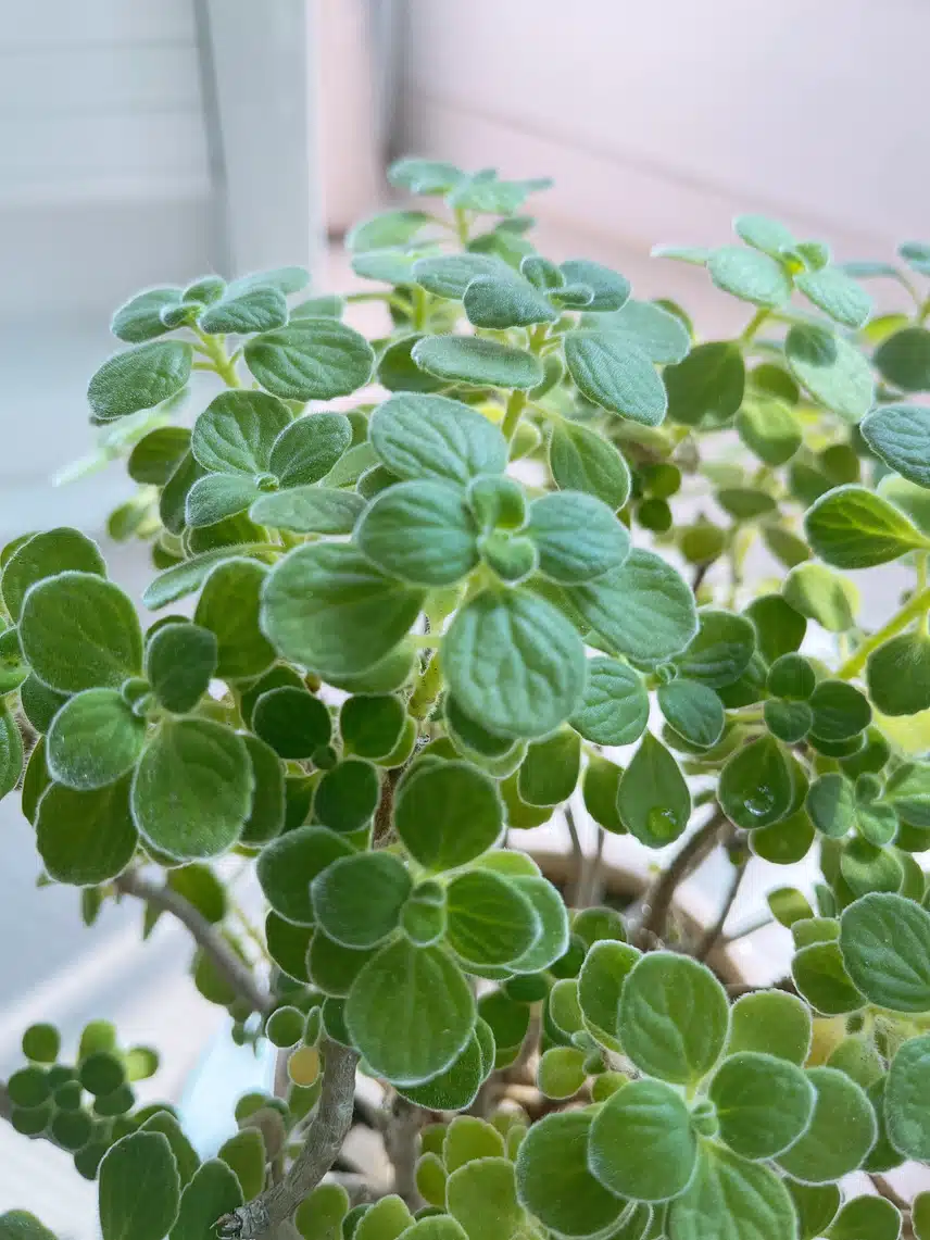 🌱나보기 물주기(장미허브)