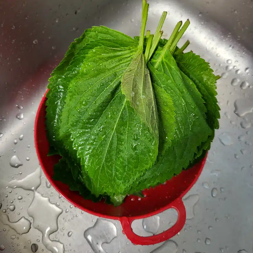 짜지 않게 만든 저당 깻잎 장아치