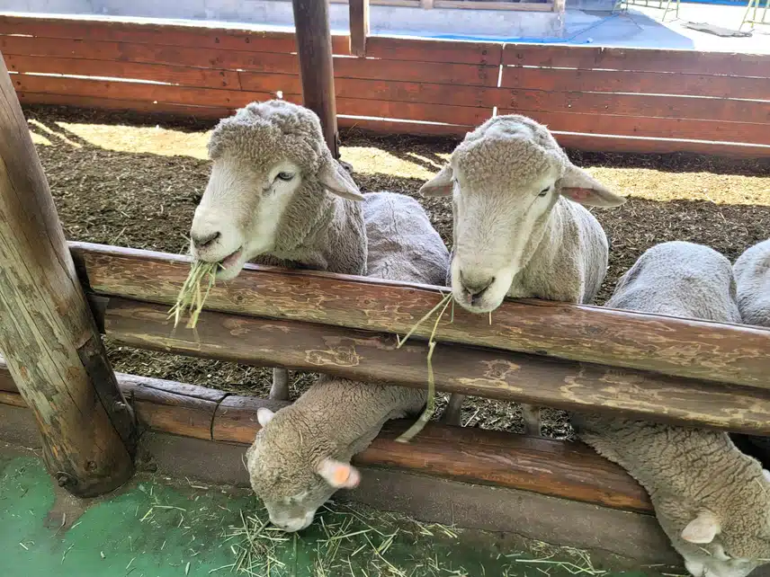 5/19(일)🐑대관령 양떼목장🐑