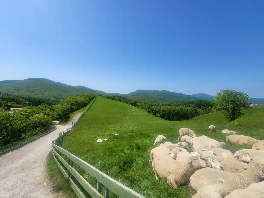 5/19(일)🐑대관령 양떼목장🐑