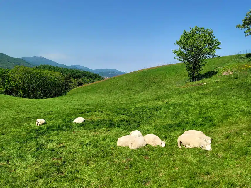 5/19(일)🐑대관령 양떼목장🐑