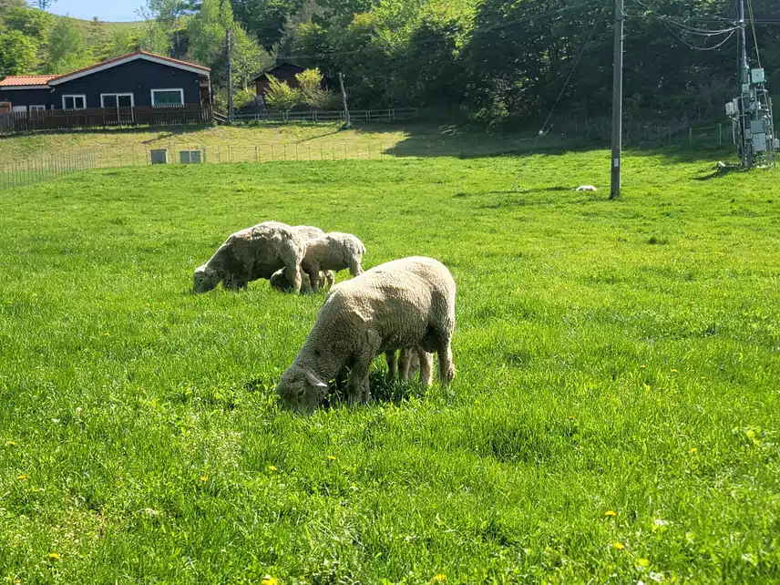 5/19(일)🐑대관령 양떼목장🐑