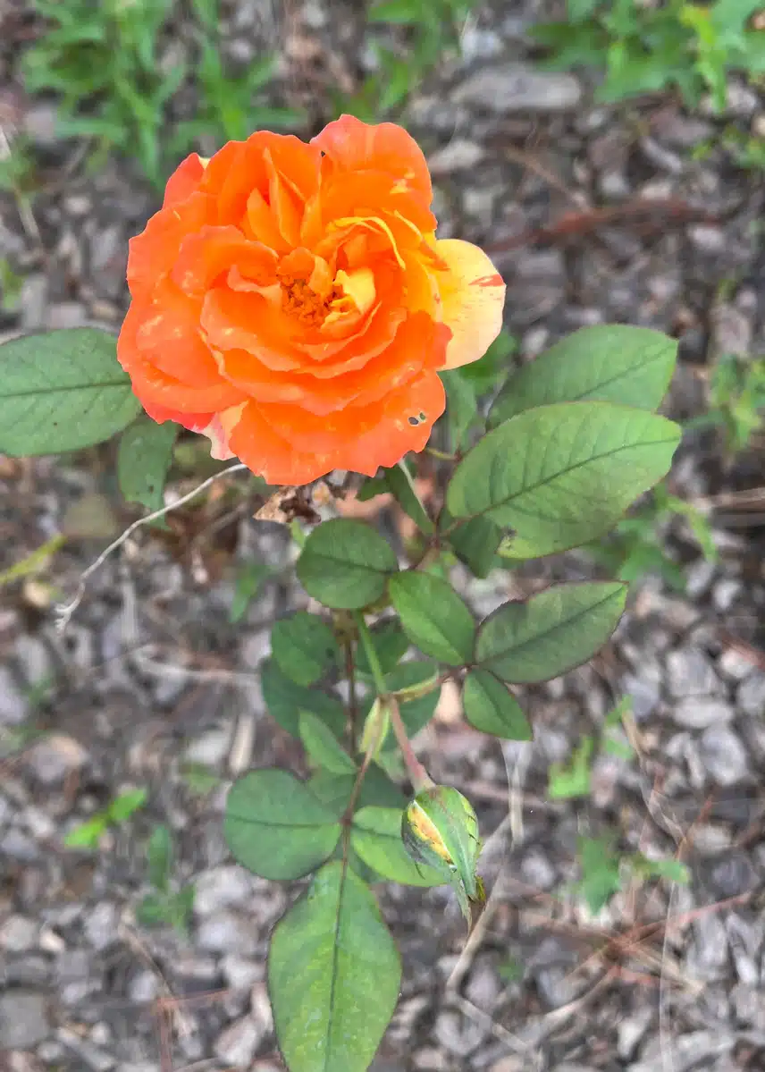 🌹오늘 담아온 때아닌 장미꽃 색이 화사해요🌷