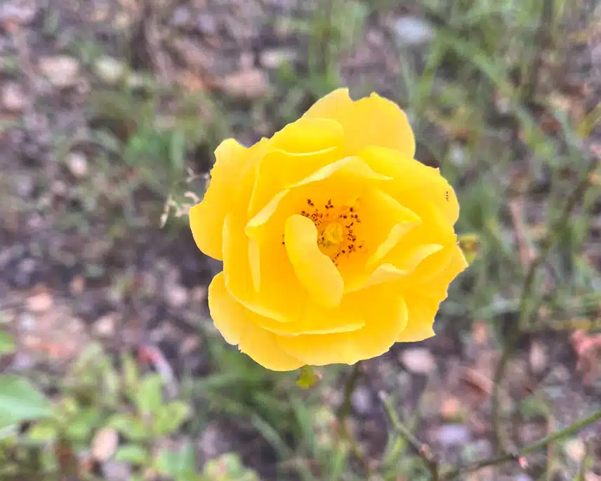 🌹오늘 담아온 때아닌 장미꽃 색이 화사해요🌷