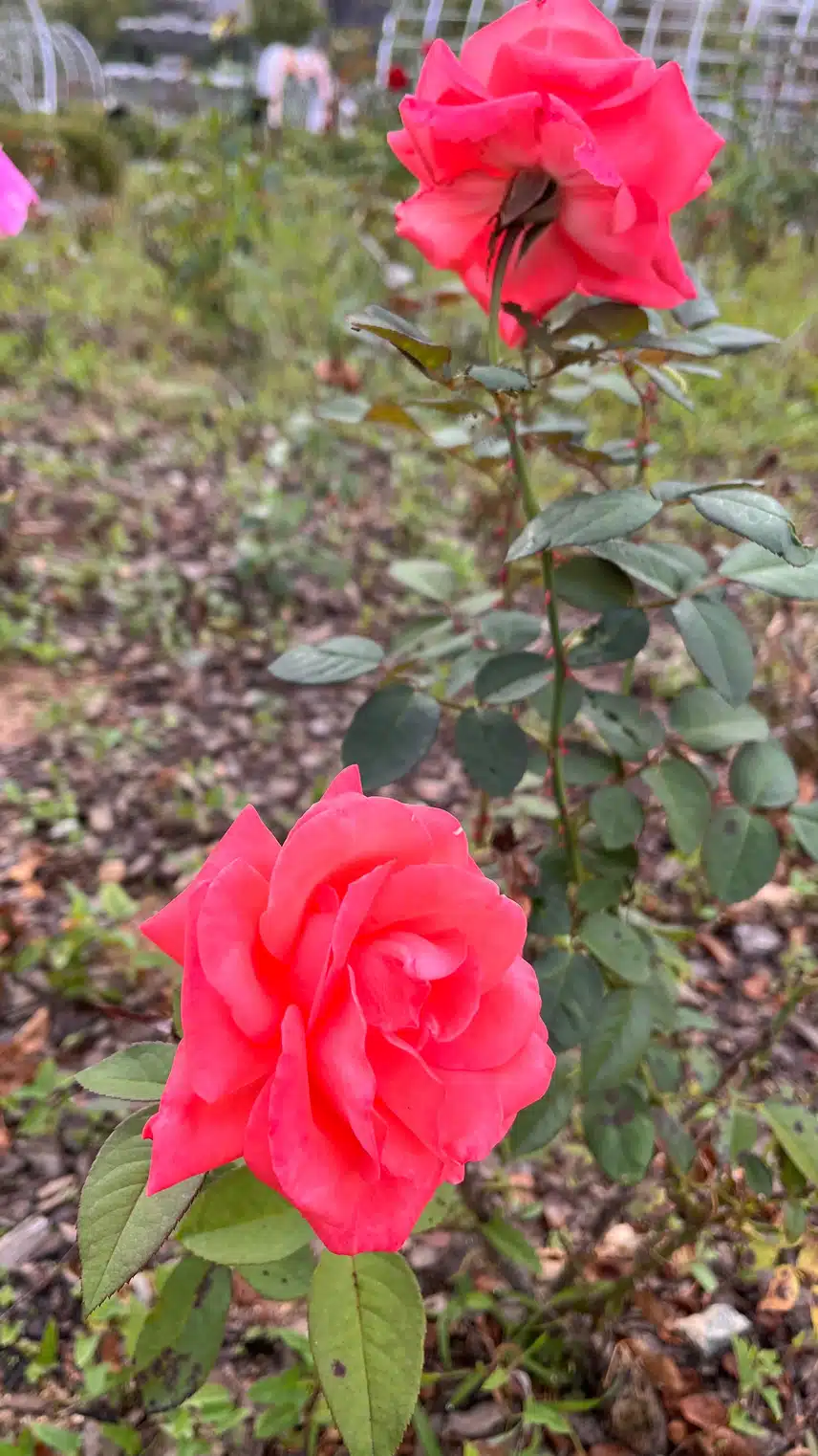 🌹오늘 담아온 때아닌 장미꽃 색이 화사해요🌷