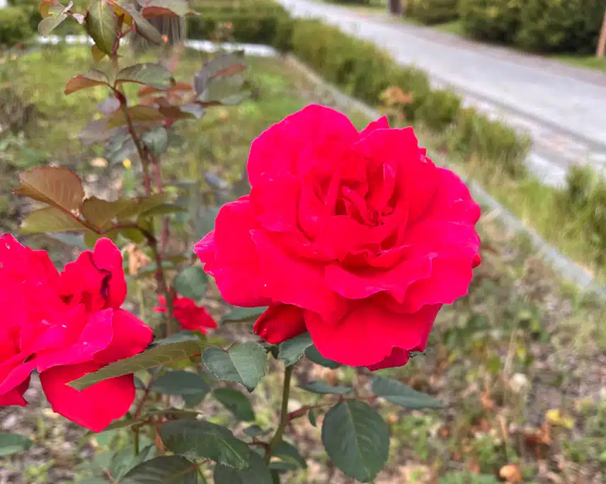 🌹오늘 담아온 때아닌 장미꽃 색이 화사해요🌷