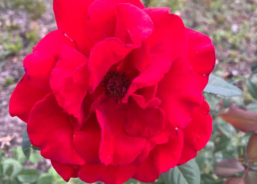 🌹오늘 담아온 때아닌 장미꽃 색이 화사해요🌷