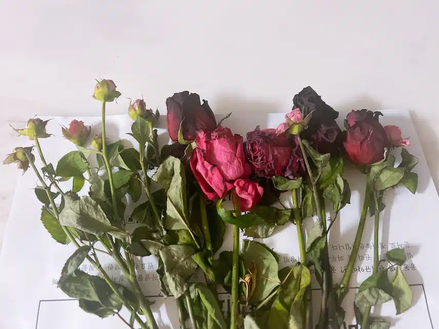 🥀 드라이 플라워
