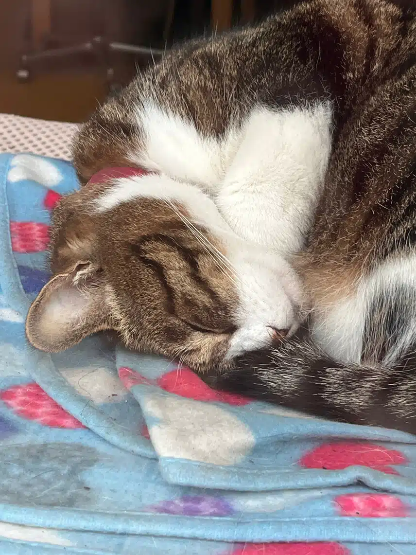 🤫아기처럼 자는 냥이