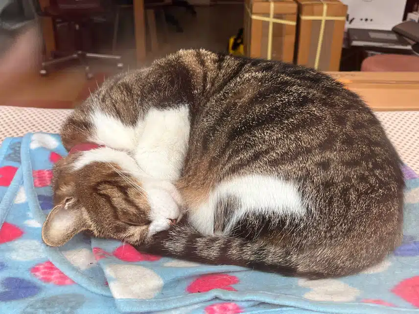 🤫아기처럼 자는 냥이