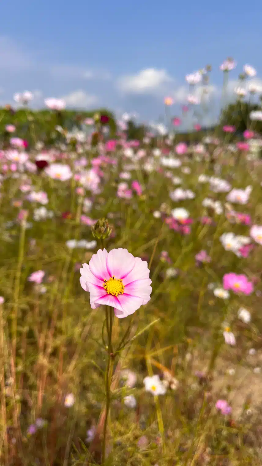 🌸등산가다 코스모스에 납치